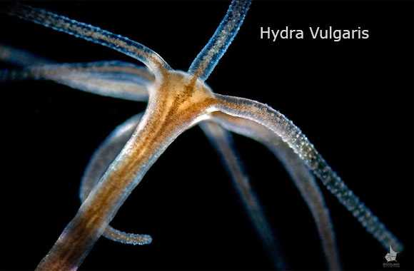 hewan laut hydra hewan laut hydra
