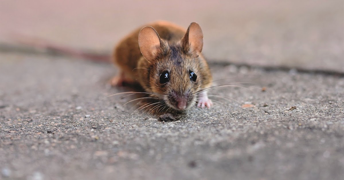Excremento de raton pequeño