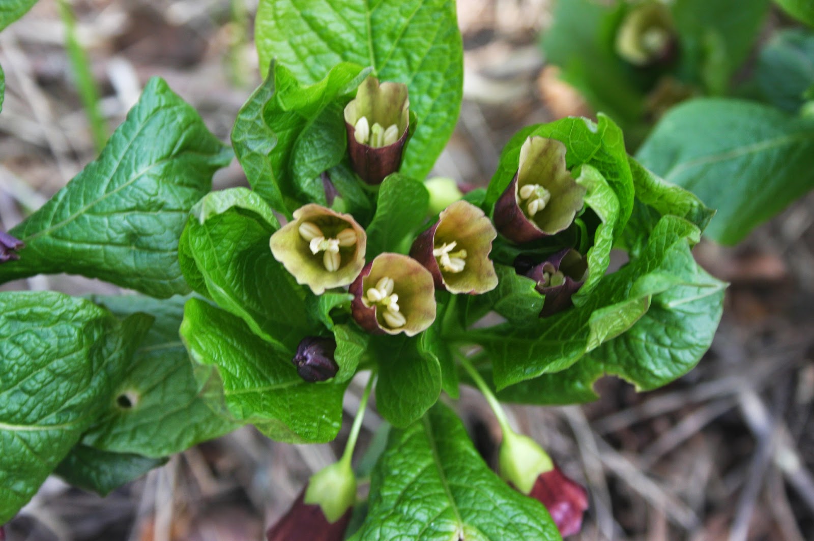 Siniunikon Skopolia Scopolia carniolica