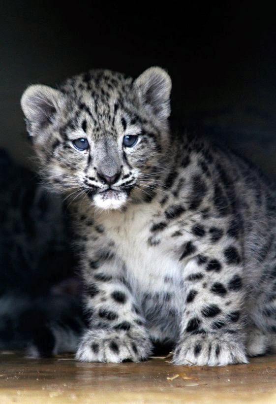 scuffette snow leopard
