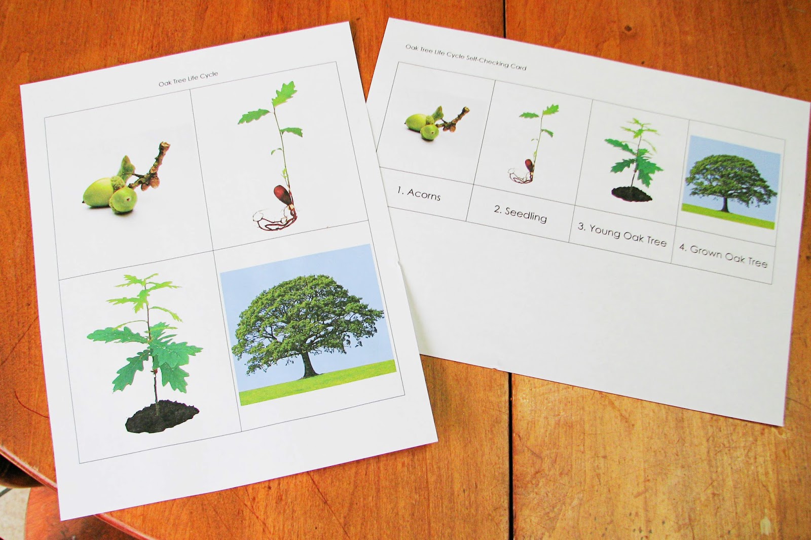 Mommy's Little Helper: Trees Preschool Theme