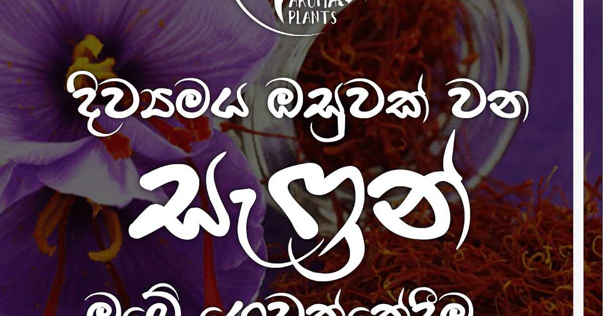 Aroma Plants සැෆ්‍රන් වගාව ගෙදරදීම කරගමුද?