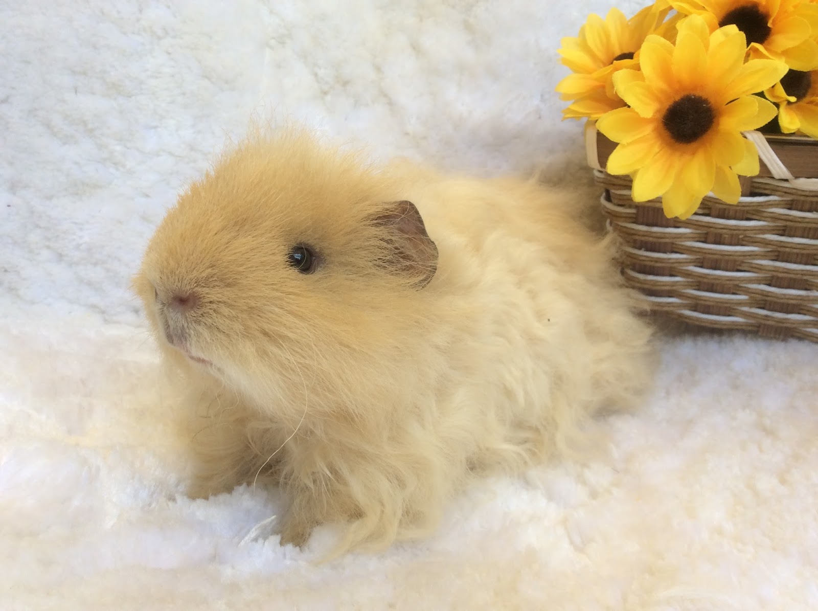 La Maison des Cochons d