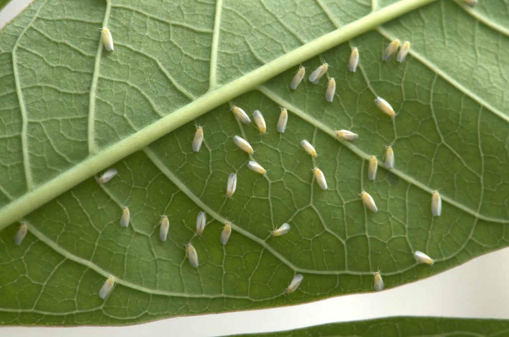 Cotton Leaf Curl Disease-Cotton Leaf Curl Virus