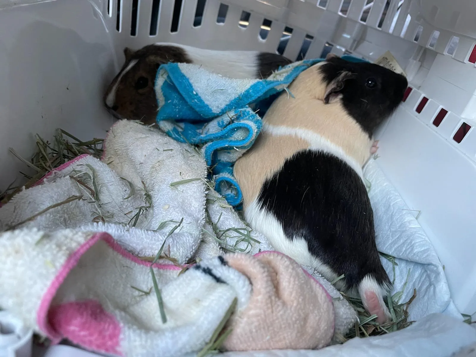 Guinea Pigs in a crate