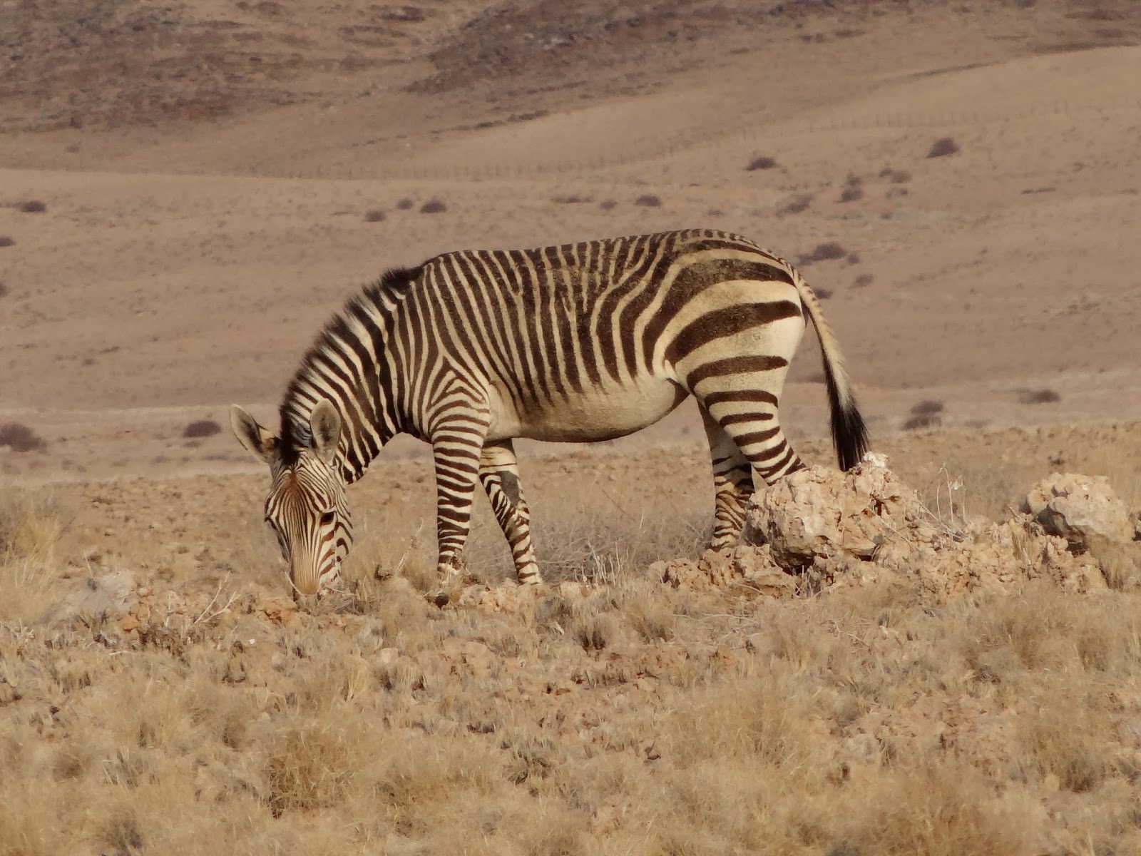 Les Gauchet en vadrouille NAMIBIE: Vers ?� SKELETON COAST ?� : Un dr?�le de z?�bre