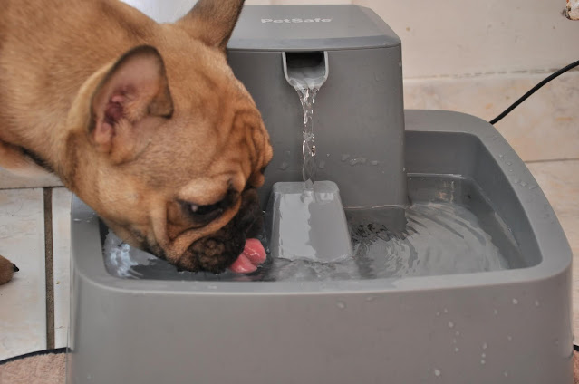 Fontaine à eau Drinkwell Petsafe