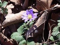 Spring Anemone