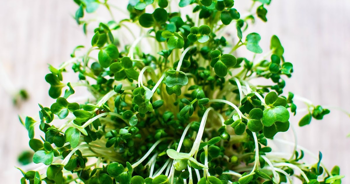 What are Microgreens ? simply.food