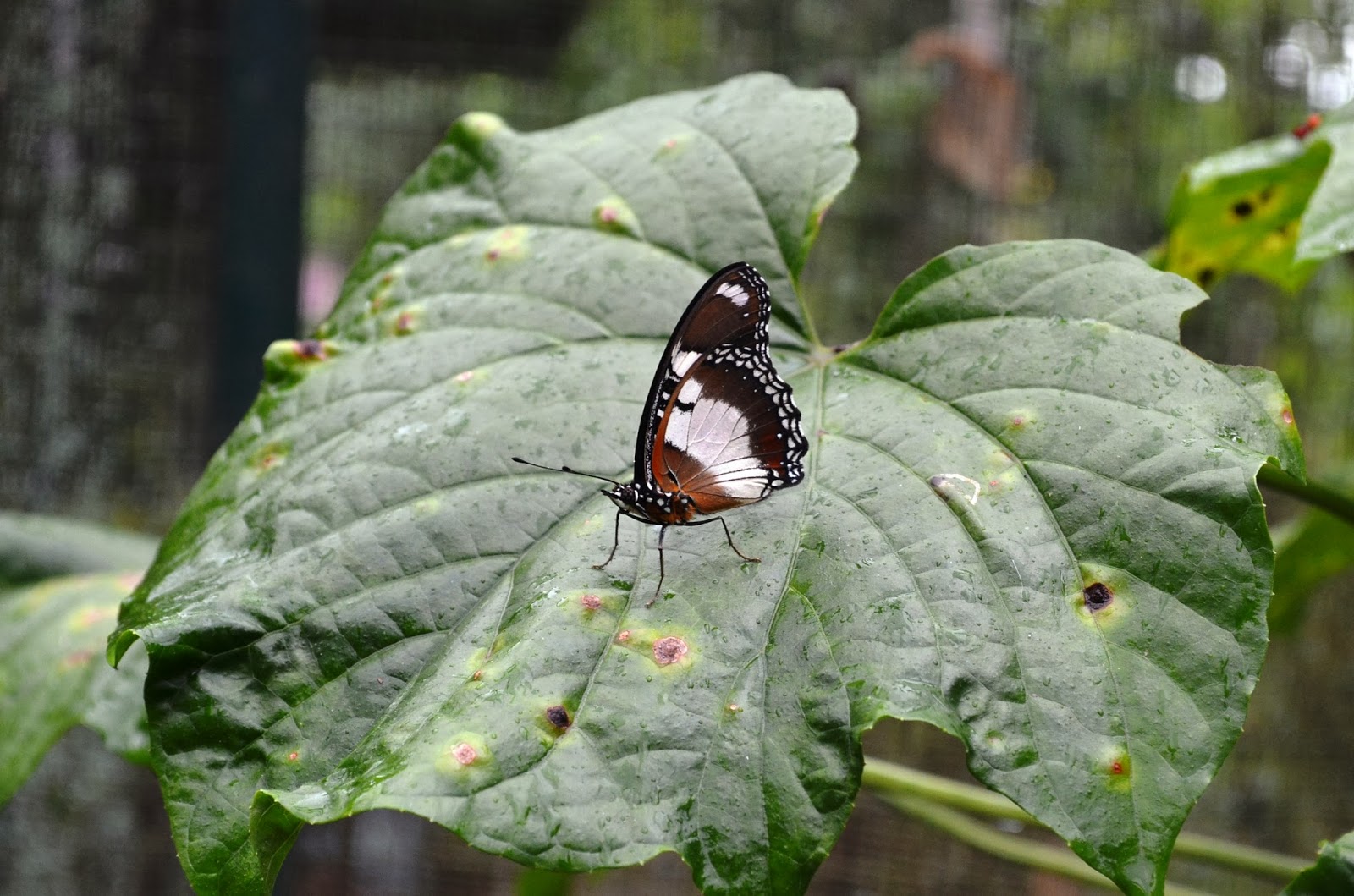 Exploring Davao City Butterfly House