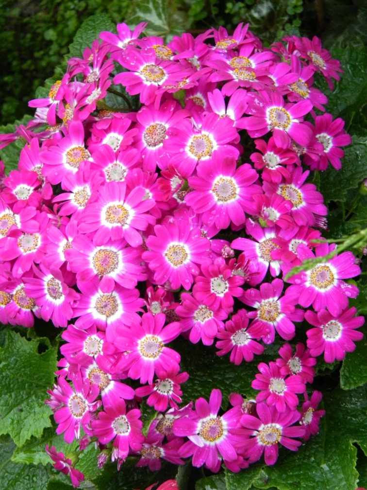 Brilliant pink cineria Allan Gardens Conservatory Spring Flower Show 2013 by garden muses: a Toronto gardening blog