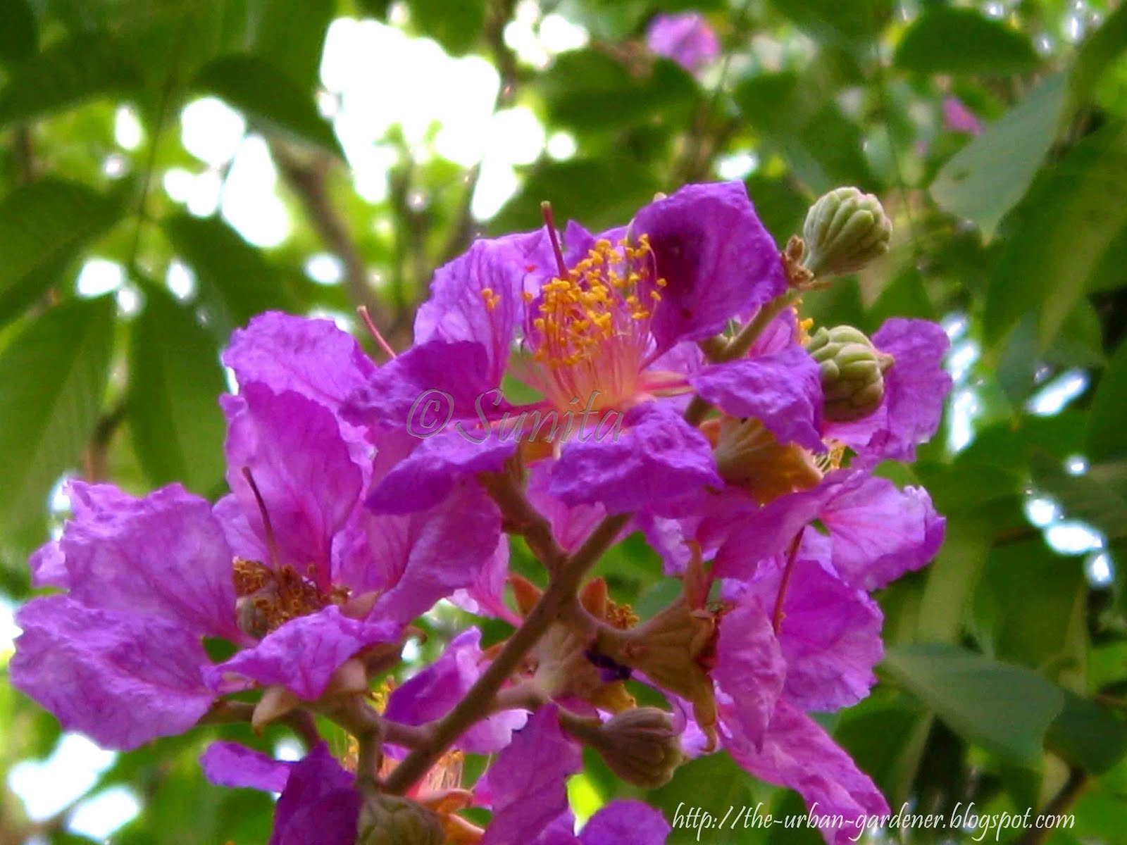 The Urban Gardener Pink and Purple Perfection