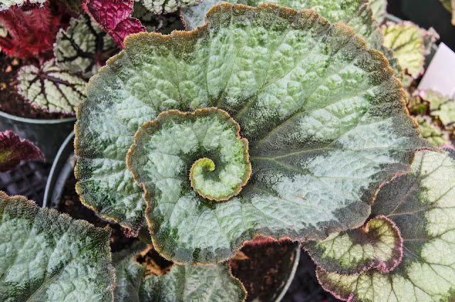 Rex Begonia