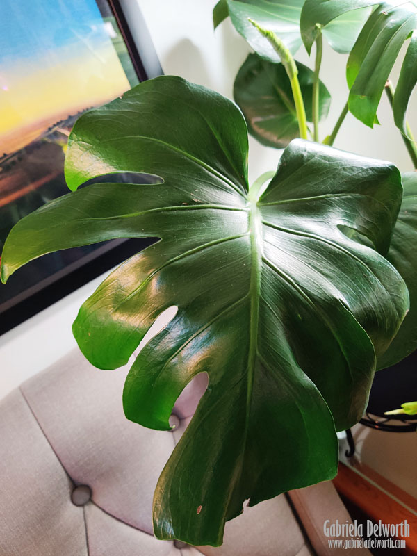 Balcony Gardening, Indoor Gardening, Botanical Art, Plant Photography