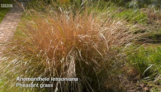 Pheasant Grass