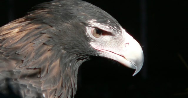 Cara Orang Kaya Budidaya Burung Elang