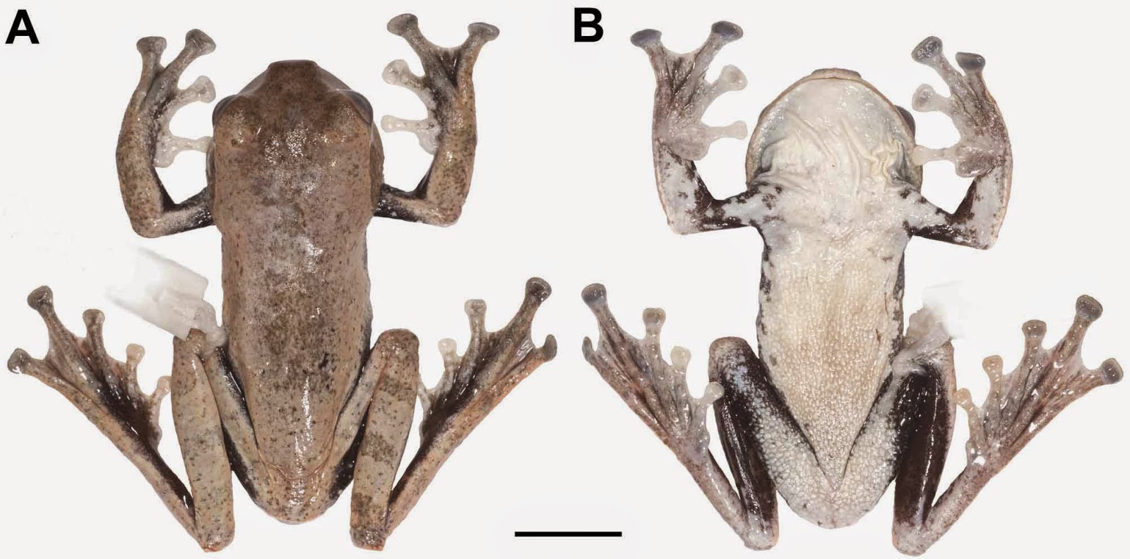 Bizarre Creature of the Day Creature 97 Rhacophorus vampyrus