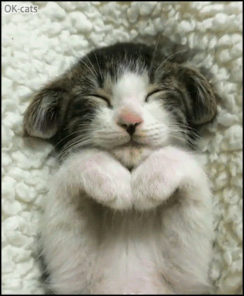Amazing Kitten GIF • Sleepy kitty has amazing animated ears and praying paws. He is so cute Amazing Kitten GIF • Sleepy kitty has amazing animated ears and praying paws. He is so cute