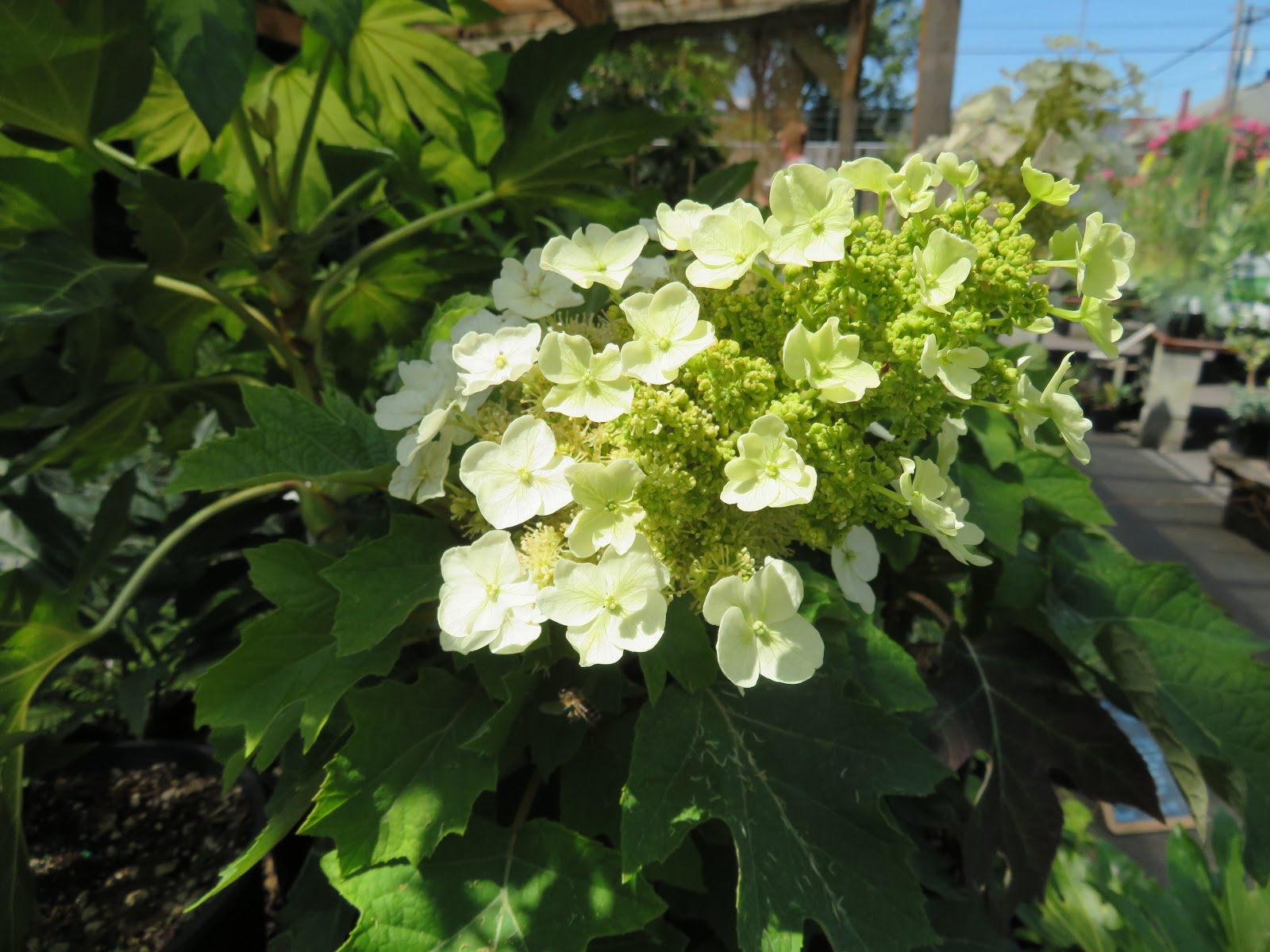 Serenity Now How To Get A Hydrangea Plant To Bloom