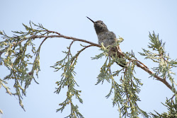 why do birds fly around in circles 8