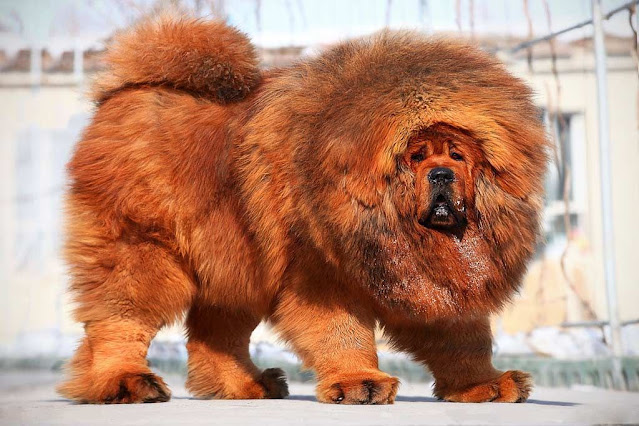 does the tibetan mastiff love children