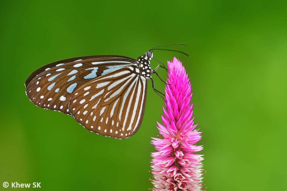 Buddleja Davidii Stock Photos Buddleja Davidii Stock Images Alamy