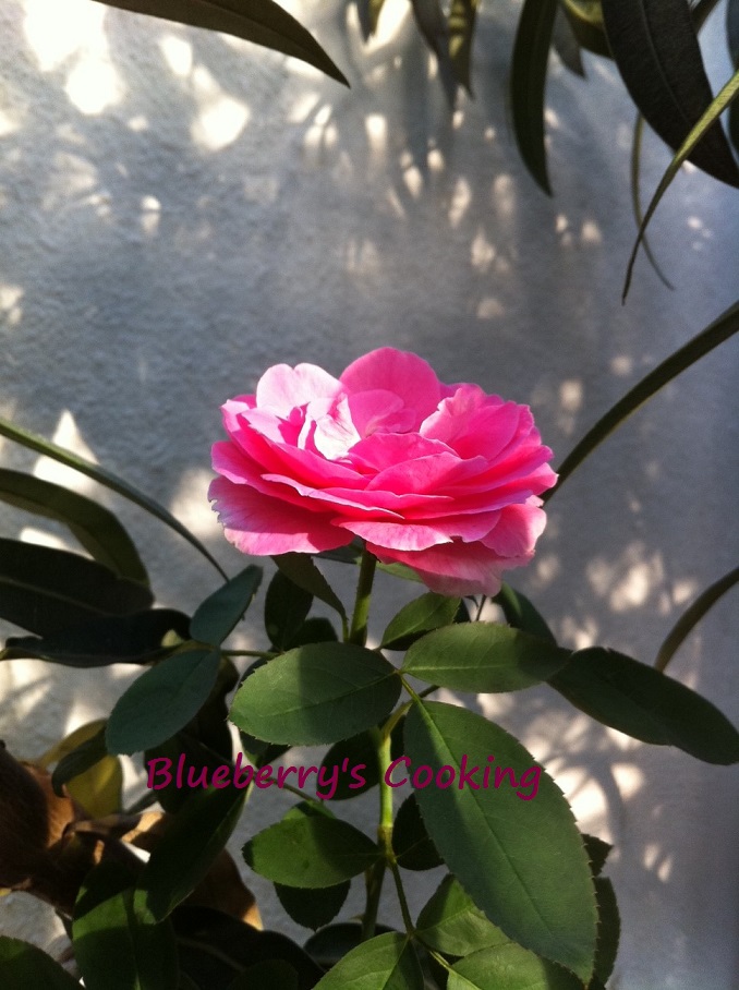 Blueberry's Cooking: The Paneer Rose