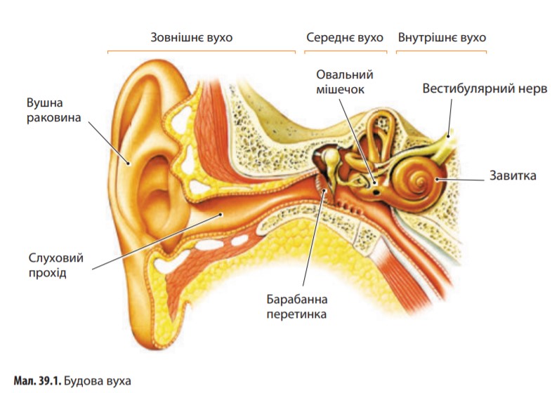 Внутреннее ухо 8. Строение уха 8 класс биология. Строение уха рис 139. Строение слухового аппарата человека. Строение уха и слуховой сенсорной системы.