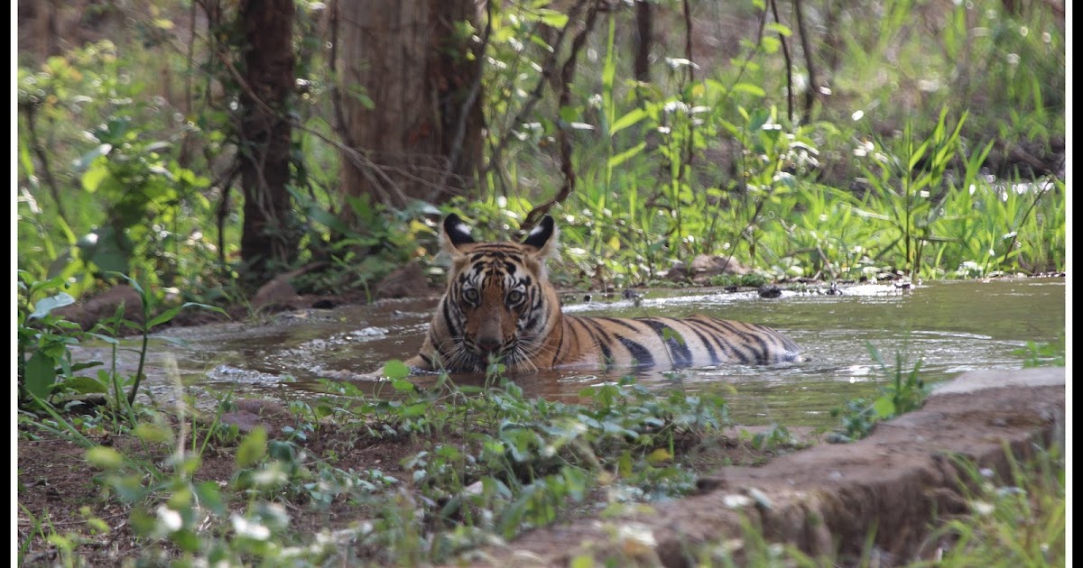 Travel blogs Tiger Paradise Tadoba Andhari Tiger Reserve (TATR)