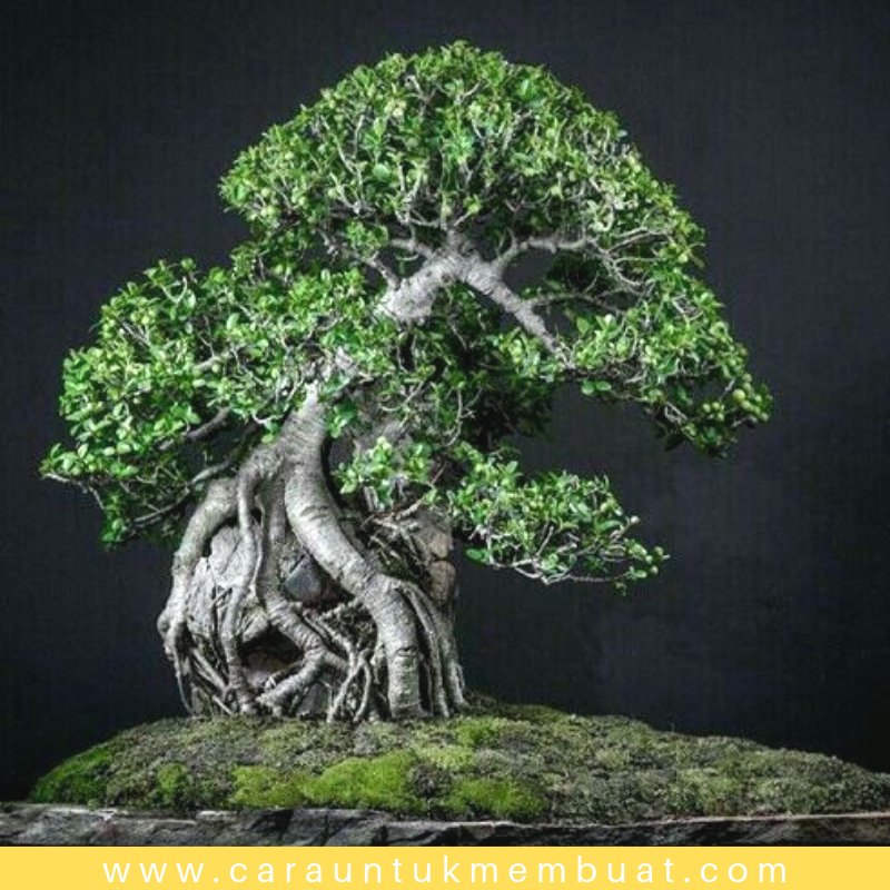 Bonsai Beringin Di Atas Batu