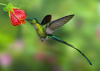 Pesona Burung Kolibri Yang Kecil Tapi Indah Menjaga Kesehatan 2