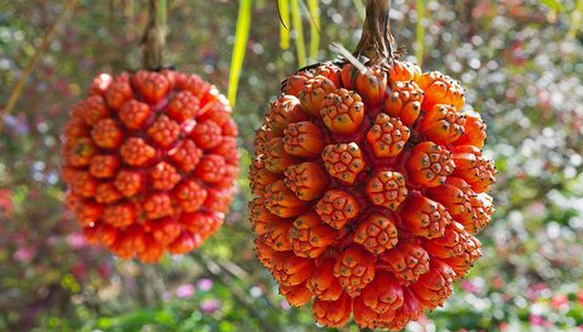 Inilah 6 Buah Paling Unik yang Belum Pernah Anda Temui Inilah 6 Buah Paling Unik yang Belum Pernah Anda Temui