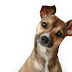 Vereadores aprovam lei que proíbe cachorro de latir; multa é de R$ 23 mil