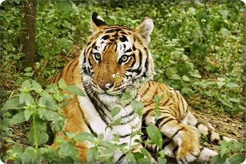 أجمل 10 مناطق للحياة البرية