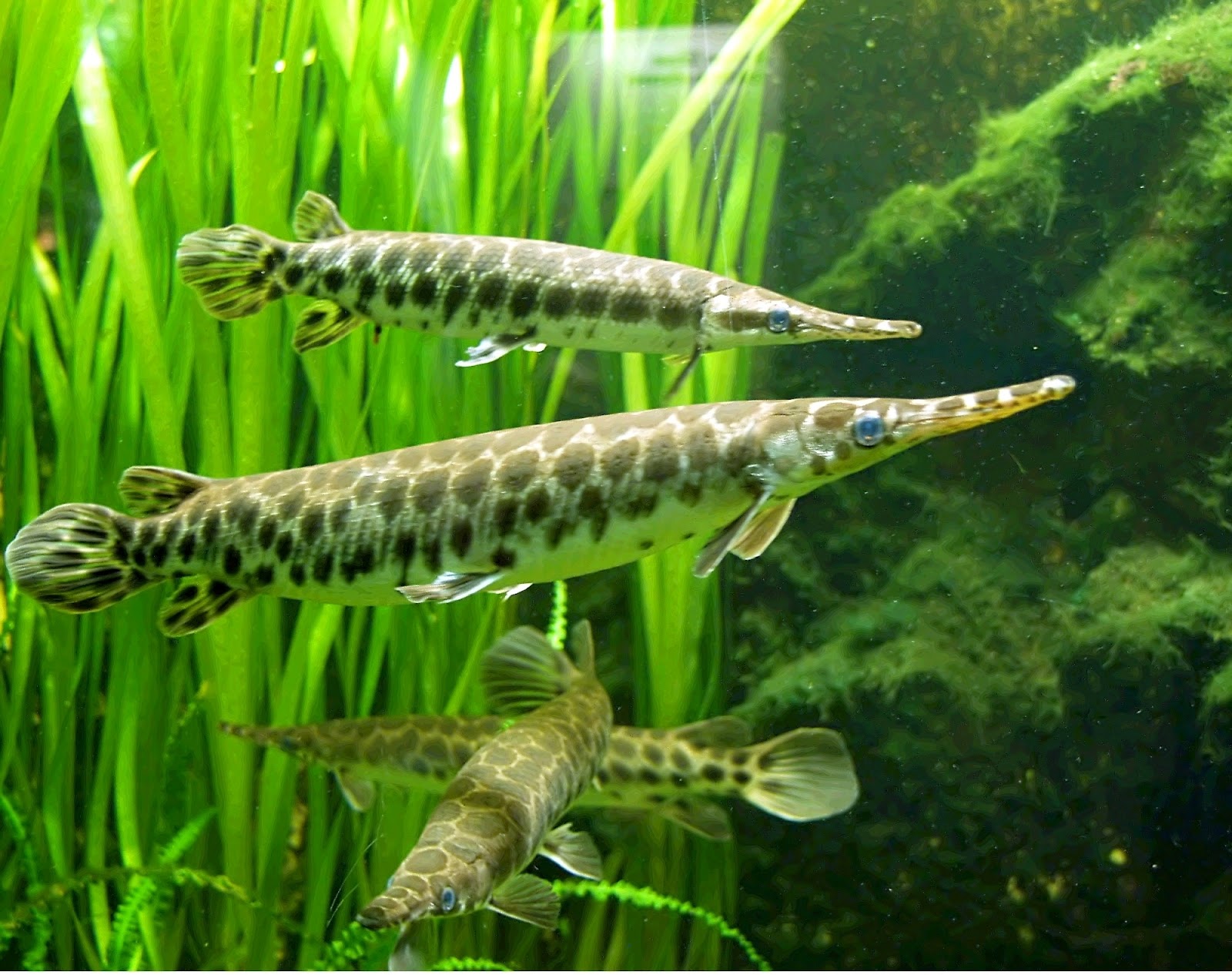 Gar - Fishes