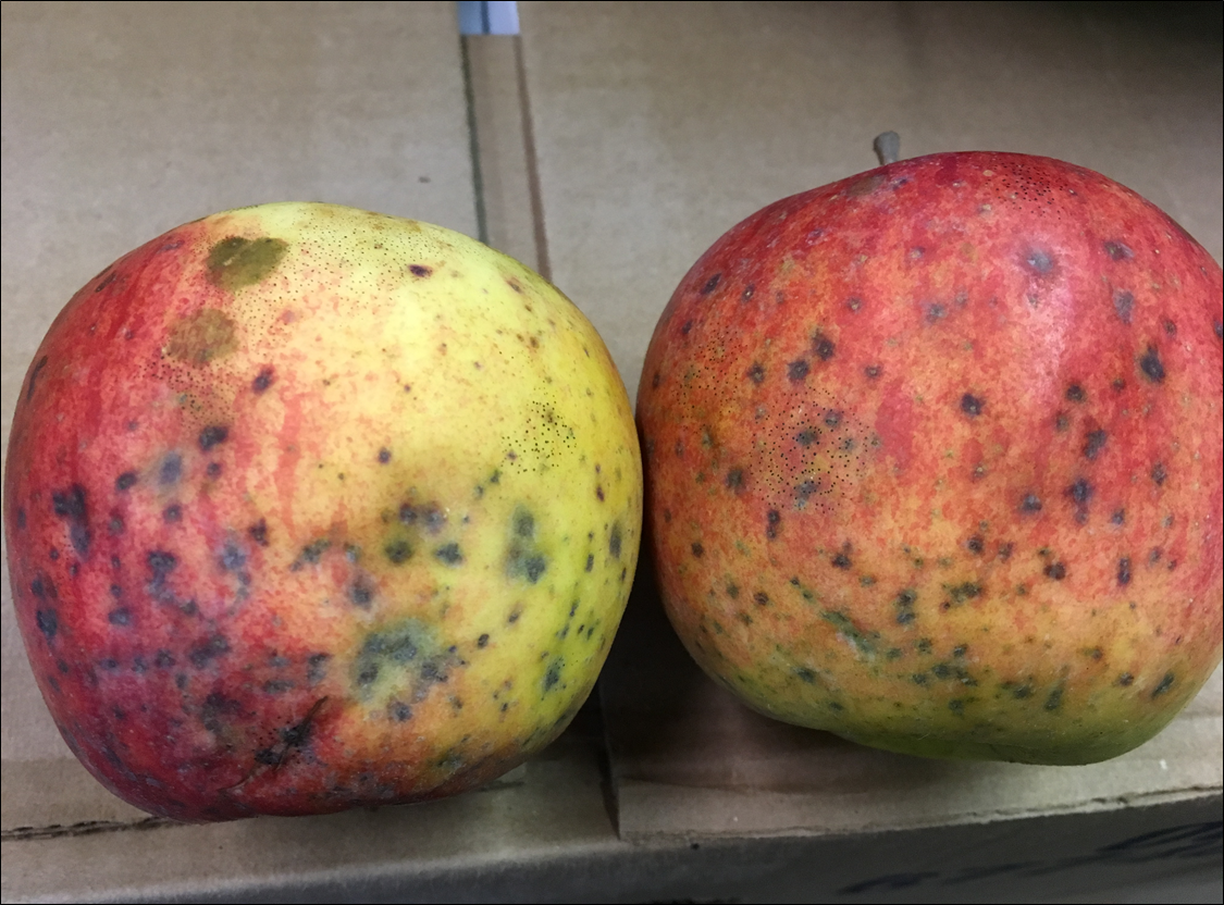 First Symptoms of Apple Blotch Disease Visible on Leaves in Winchester VA