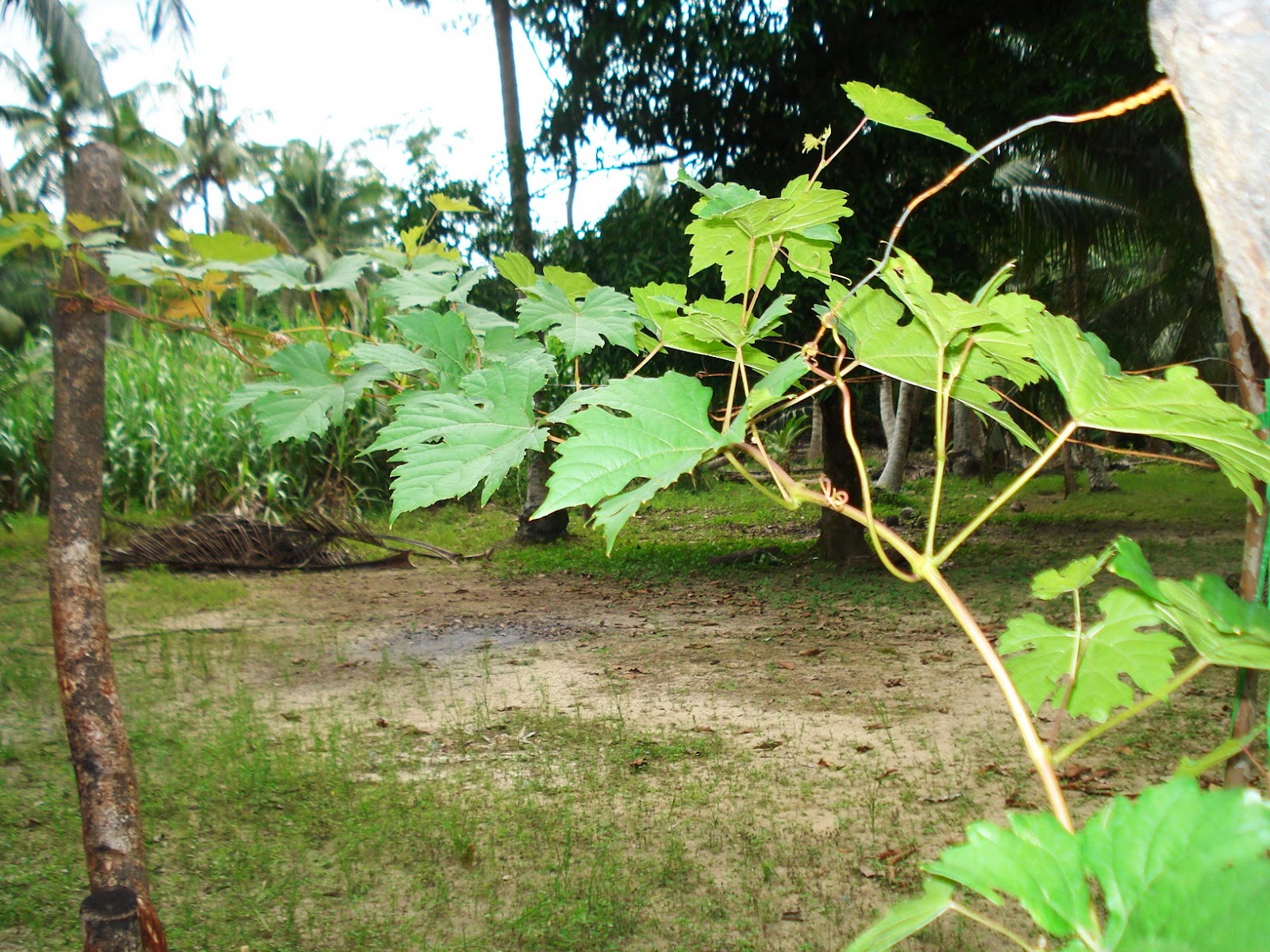 MY GARDEN: Pokok Anggur Pertamaku