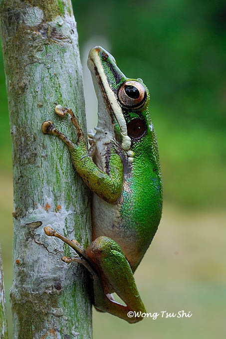 My Amphibians of Borneo