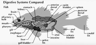 DIFFERENT ANIMALS DIGESTIVE TRACKS