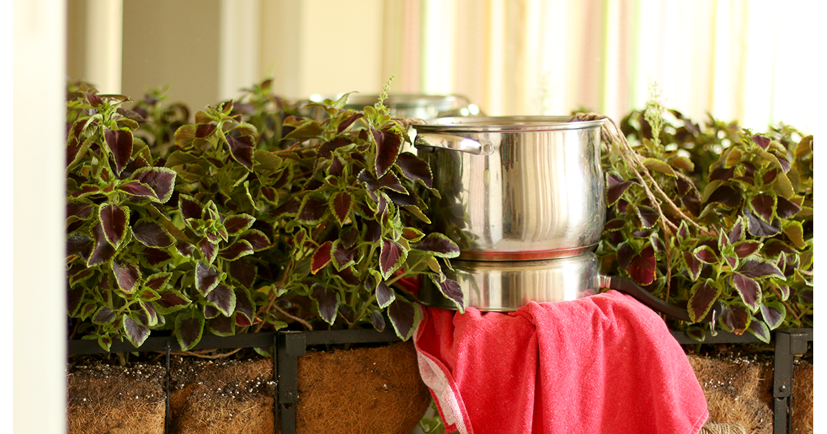 Keeping My Cents ¢¢¢ How to Keep Your Plants Alive While Away on Vacation