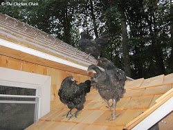 coop chickens chicken roost training predator nest night flock coming boxes proofing tips never members wire roof return chick sleep