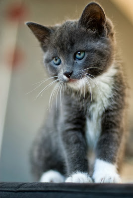 cat photography tutorial cat photography tutorial