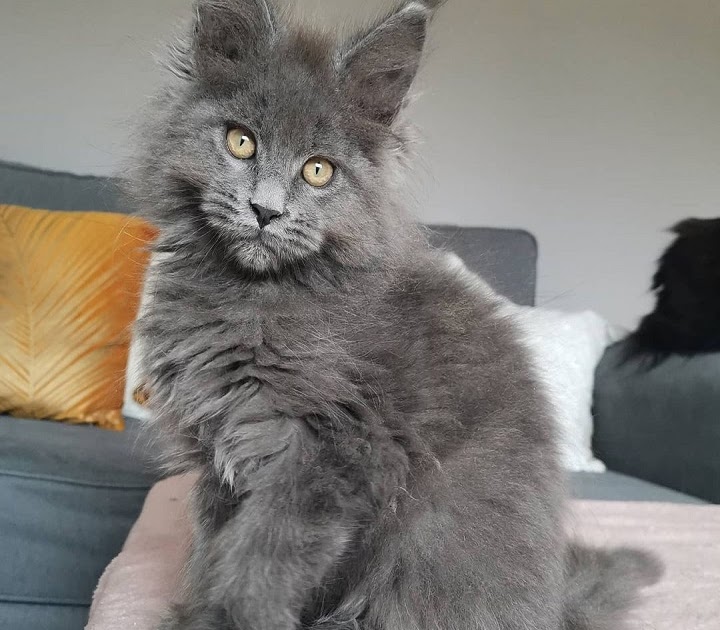 How a top Maine Coon breeder ships 950 kittens within the USA and