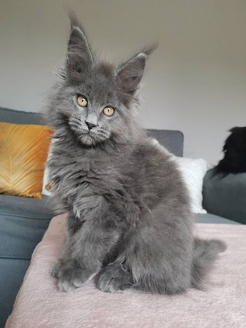 Petra a Maine Coon kitten available for purchase from Calypso Coons