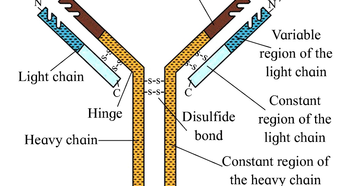 10 Human Health and Diseases part 02