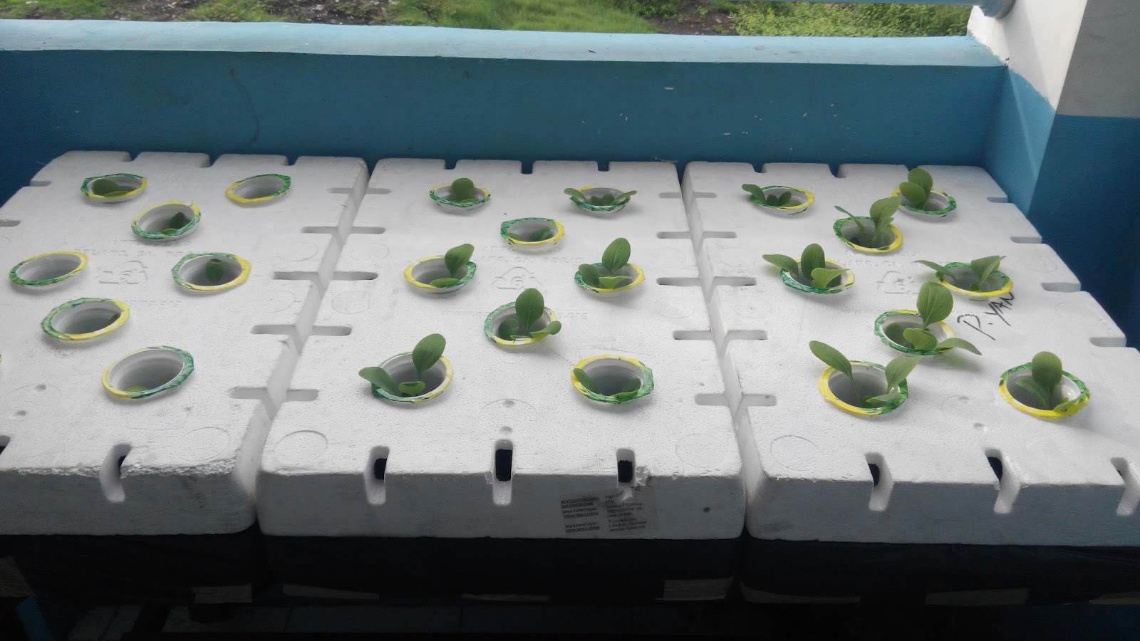 Mengenal Box Styrofoam untuk menanam hidroponik Hidroponik