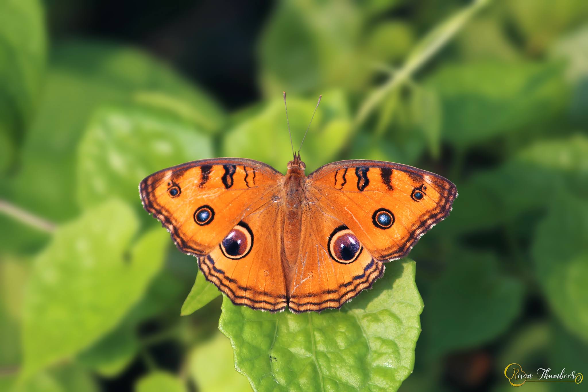 Butterflies Of Kerala Peacock Pansy (Junonia almana) മയിക്കണ്ണി