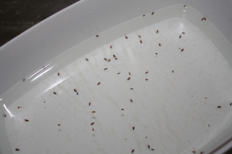 Luxury 50 of Fleas In Bathtub indexofmp3cristinamel