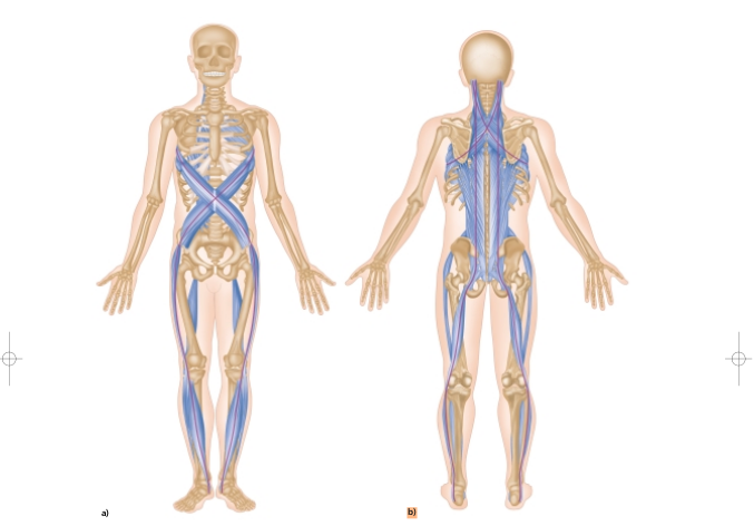 Поезда майерса картинки мышечные