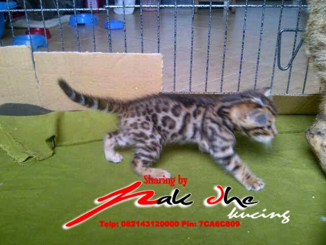 jual kucing tulungagung, blitar, kediri, trenggalek
